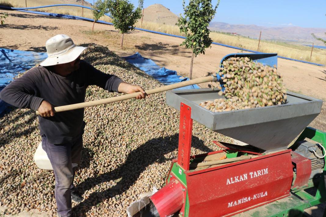 Elazığ'da hasadı başladı. 400 ton rekolte bekleniyor 8